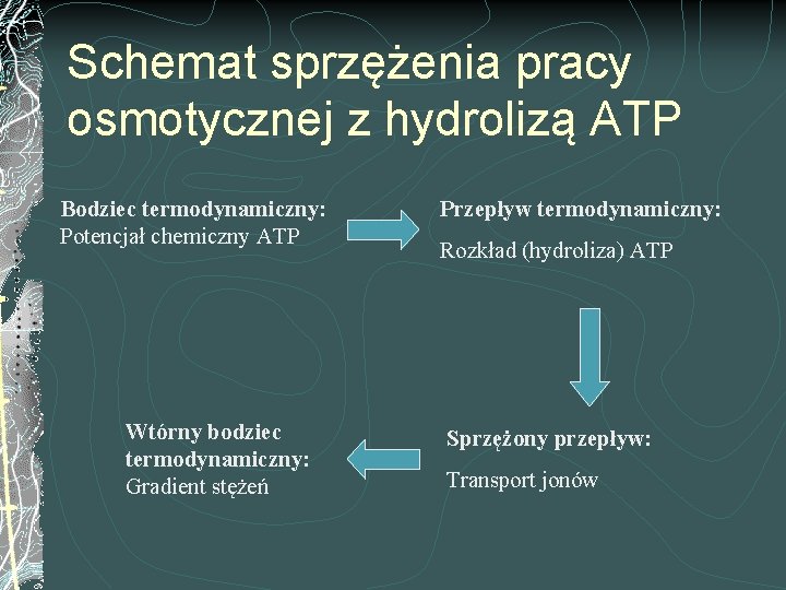 Schemat sprzężenia pracy osmotycznej z hydrolizą ATP Bodziec termodynamiczny: Potencjał chemiczny ATP Wtórny bodziec