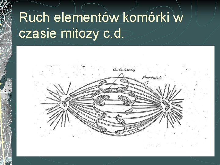 Ruch elementów komórki w czasie mitozy c. d. 