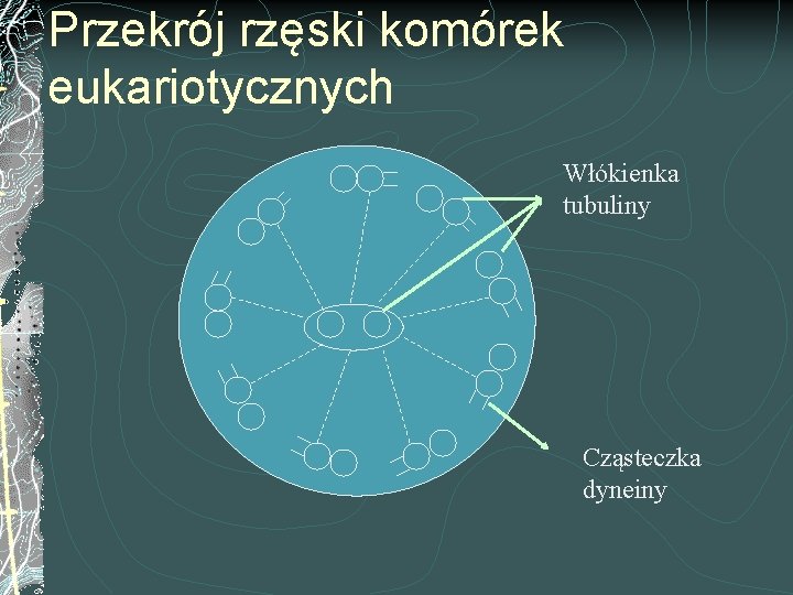 Przekrój rzęski komórek eukariotycznych Włókienka tubuliny Cząsteczka dyneiny 