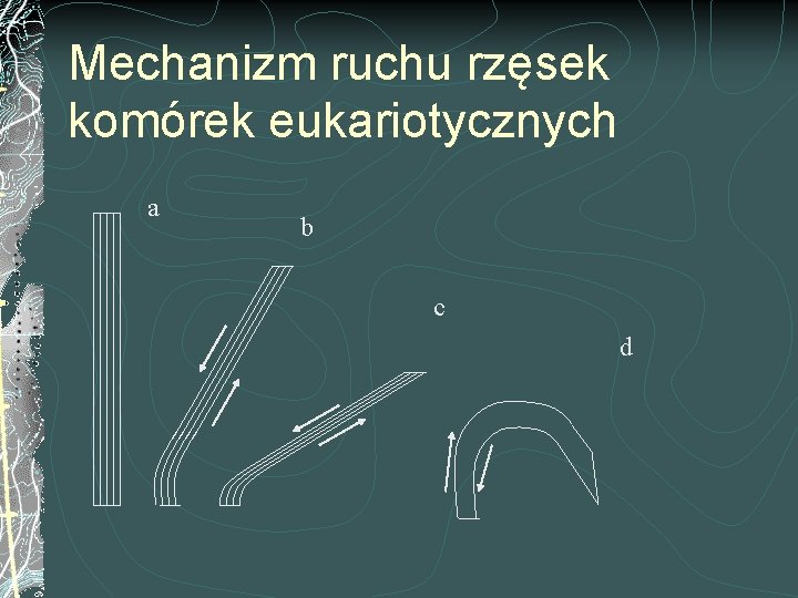 Mechanizm ruchu rzęsek komórek eukariotycznych a b c d 