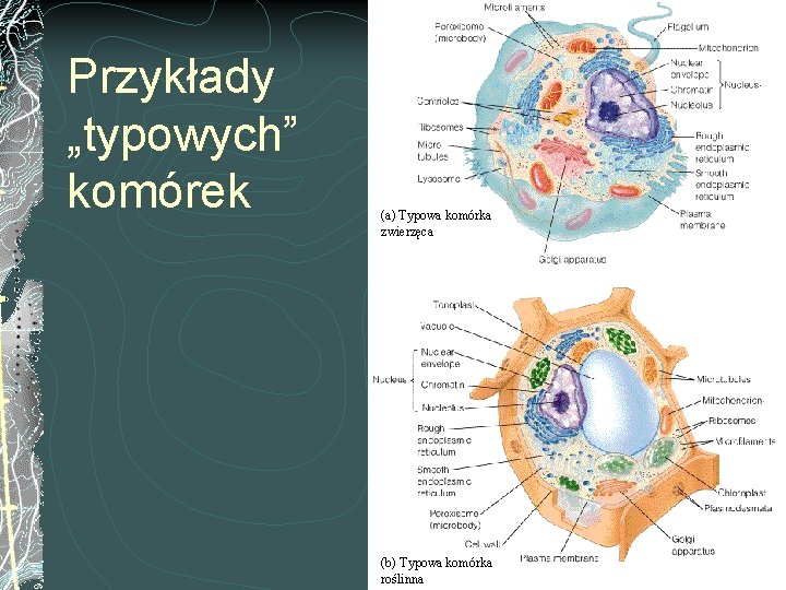 Przykłady „typowych” komórek (a) Typowa komórka zwierzęca (b) Typowa komórka roślinna 