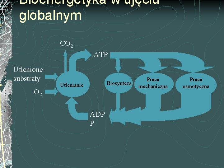 Bioenergetyka w ujęciu globalnym CO 2 ATP Utlenione substraty O 2 Biosynteza Utlenianie ADP