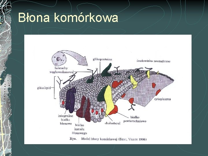 Błona komórkowa 