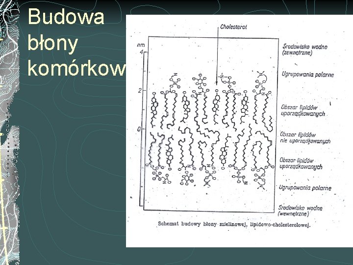 Budowa błony komórkowej 