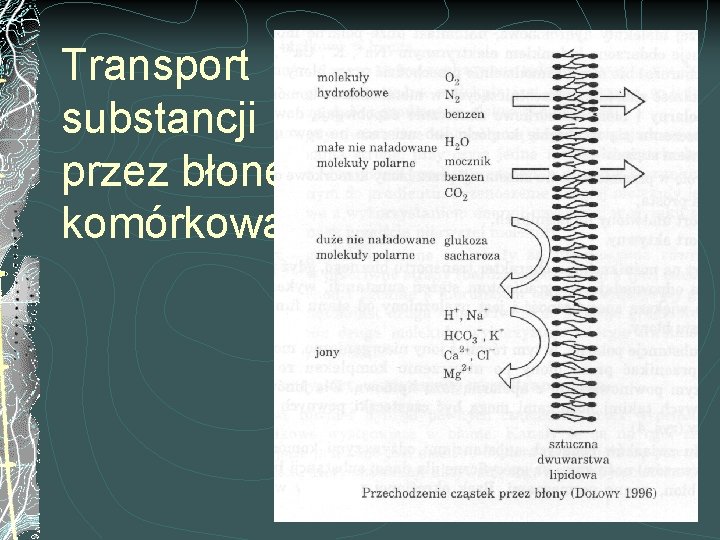 Transport substancji przez błonę komórkową 