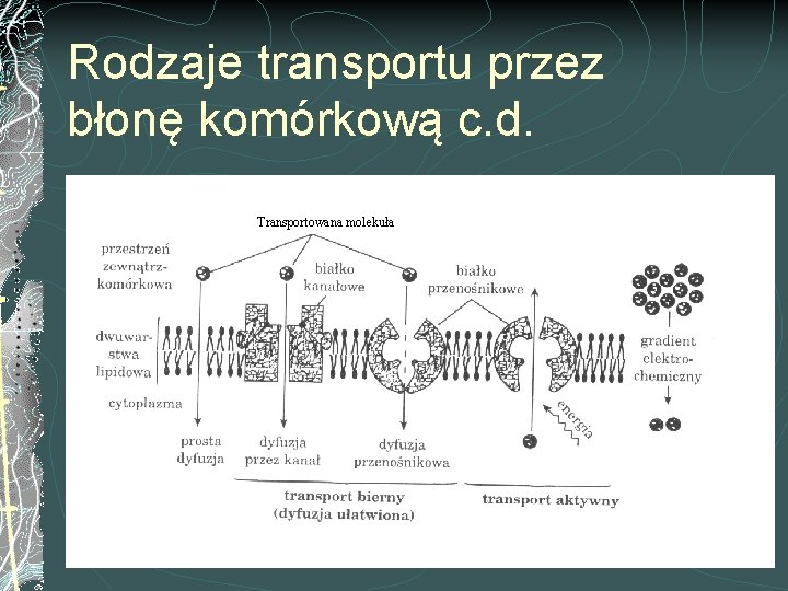 Rodzaje transportu przez błonę komórkową c. d. Transportowana molekuła 