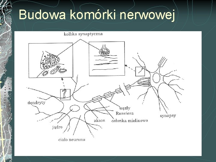 Budowa komórki nerwowej 