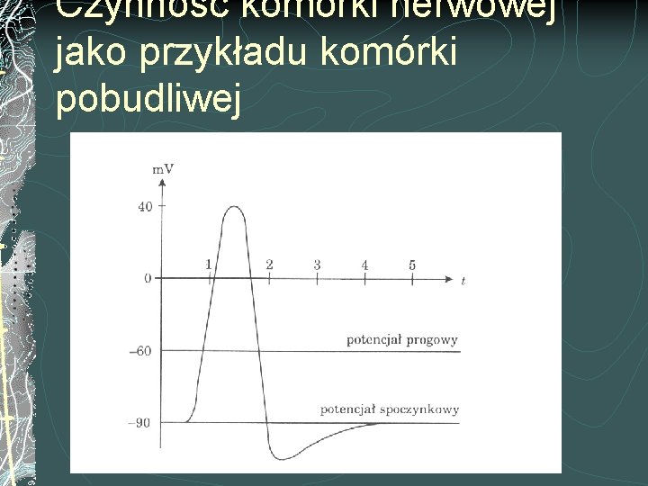 Czynność komórki nerwowej jako przykładu komórki pobudliwej 