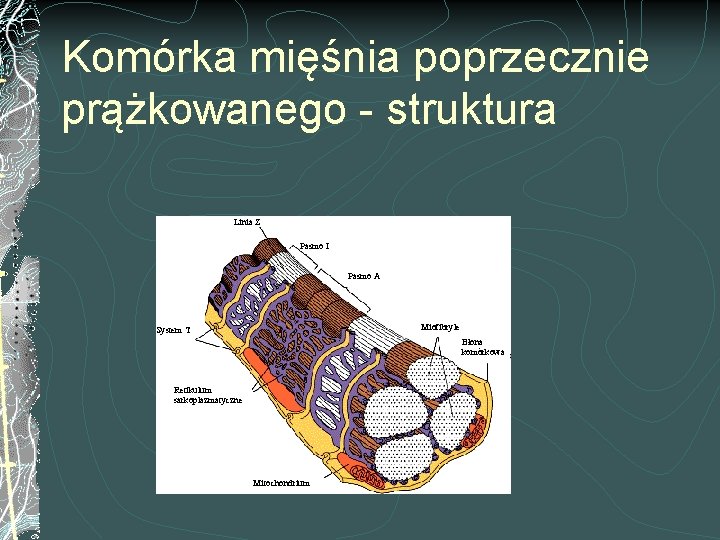 Komórka mięśnia poprzecznie prążkowanego - struktura Linia Z Pasmo I Pasmo A Miofibryle System