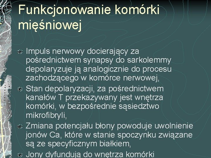 Funkcjonowanie komórki mięśniowej Impuls nerwowy docierający za pośrednictwem synapsy do sarkolemmy depolaryzuje ją analogicznie