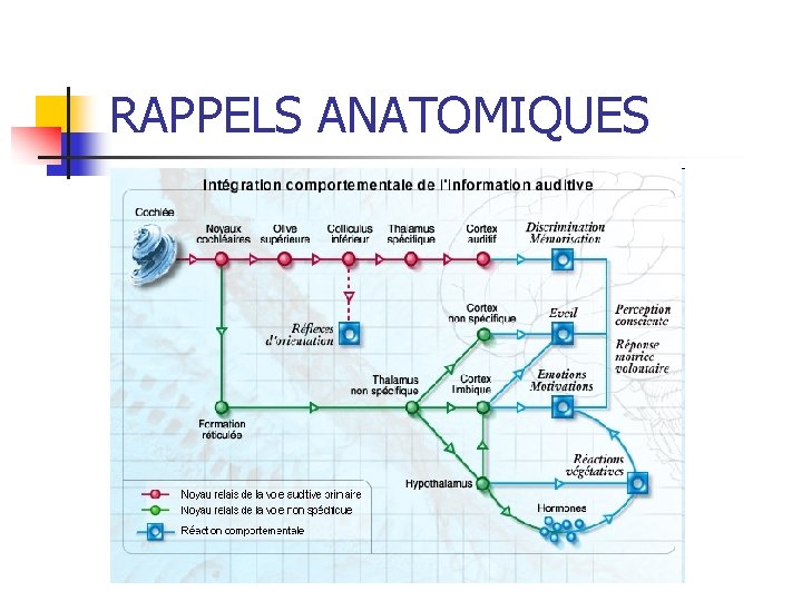 RAPPELS ANATOMIQUES 