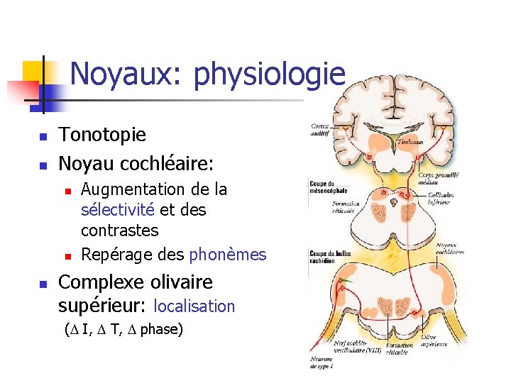 Noyaux: physiologie n n Tonotopie Noyau cochléaire: n n n Augmentation de la sélectivité