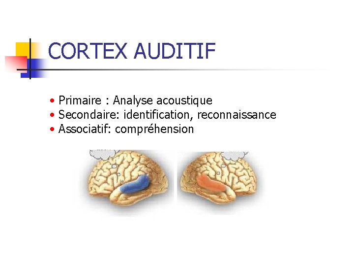 CORTEX AUDITIF • Primaire : Analyse acoustique • Secondaire: identification, reconnaissance • Associatif: compréhension