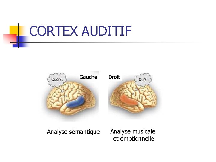 CORTEX AUDITIF Gauche Analyse sémantique Droit Analyse musicale et émotionnelle 