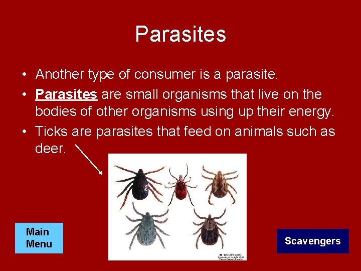 Parasites • Another type of consumer is a parasite. • Parasites are small organisms