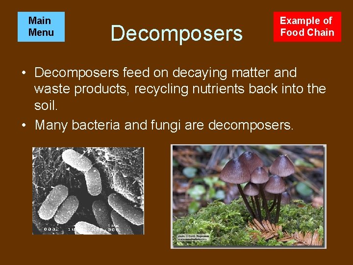 Main Menu Decomposers Example of Food Chain • Decomposers feed on decaying matter and