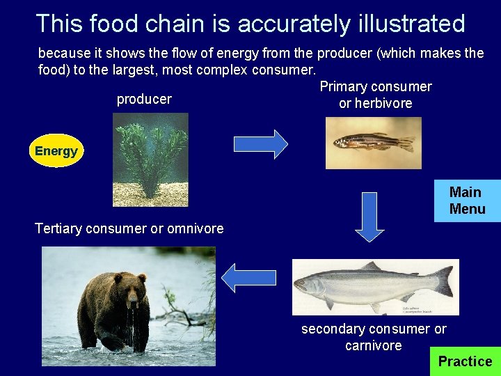 This food chain is accurately illustrated because it shows the flow of energy from