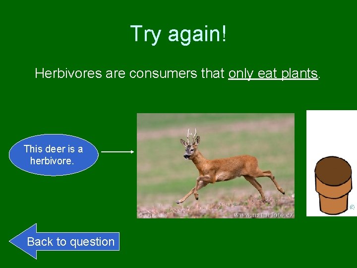 Try again! Herbivores are consumers that only eat plants. This deer is a herbivore.