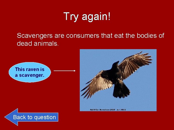Try again! Scavengers are consumers that eat the bodies of dead animals. This raven
