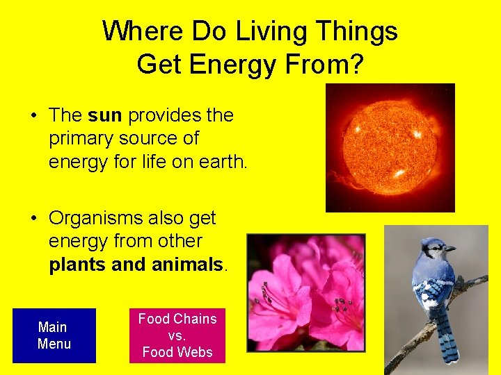 Where Do Living Things Get Energy From? • The sun provides the primary source