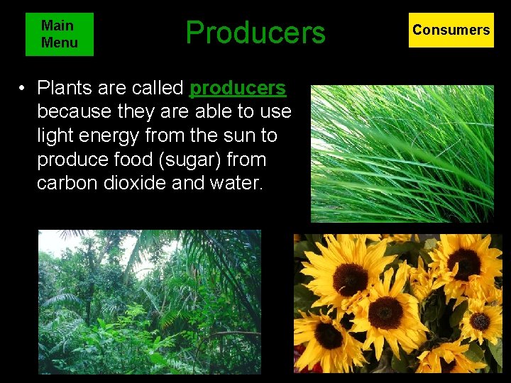 Main Menu Producers • Plants are called producers because they are able to use