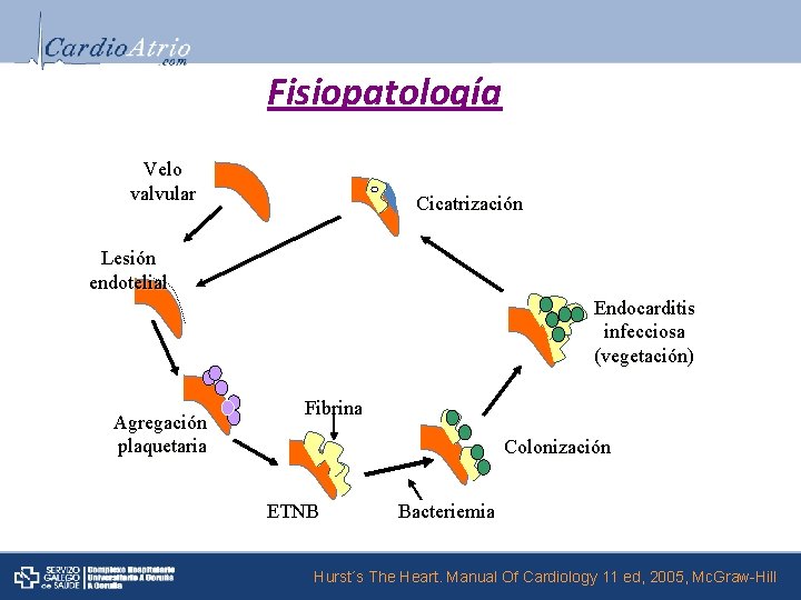 Fisiopatología Velo valvular Cicatrización Lesión endotelial Endocarditis infecciosa (vegetación) (vegetación Agregación plaquetaria Fibrina Colonización