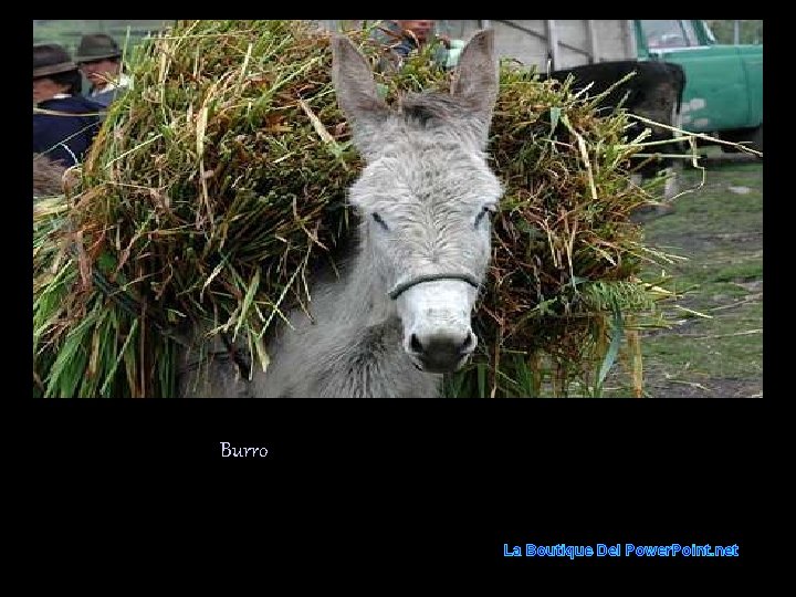 Burro La Boutique Del Power. Point. net 