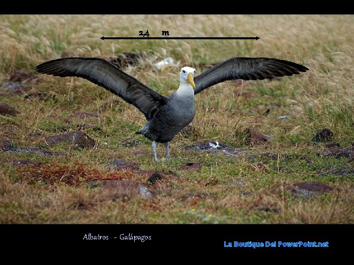 2, 4 Albatros - Galápagos m La Boutique Del Power. Point. net 