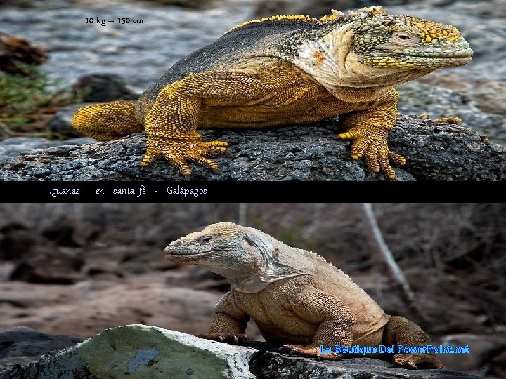 10 kg – 150 cm Iguanas en santa fé - Galápagos La Boutique Del