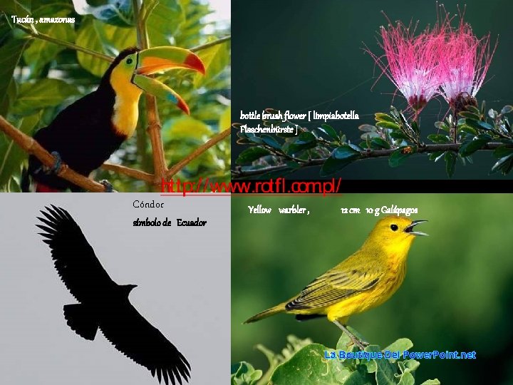 Tucán , amazonas bottle brush flower [ limpiabotella Flaschenbürste ] Cóndor Yellow warbler ,