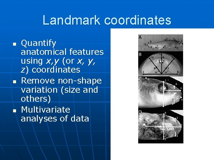 Landmark coordinates n n n Quantify anatomical features using x, y (or x, y,