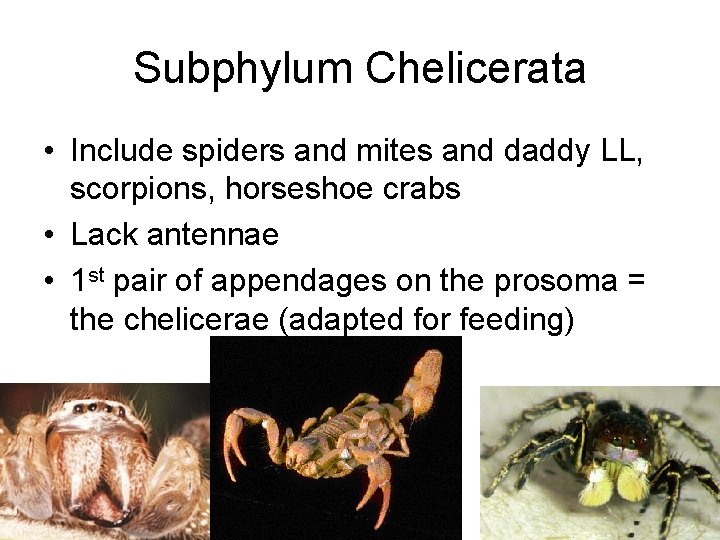 Subphylum Chelicerata • Include spiders and mites and daddy LL, scorpions, horseshoe crabs •