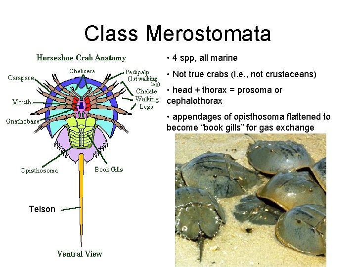 Class Merostomata • 4 spp, all marine • Not true crabs (i. e. ,