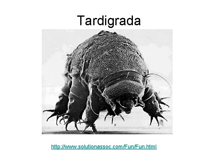 Tardigrada http: //www. solutionassoc. com/Fun. html 