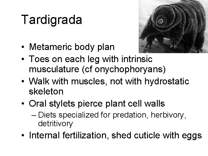 Tardigrada • Metameric body plan • Toes on each leg with intrinsic musculature (cf