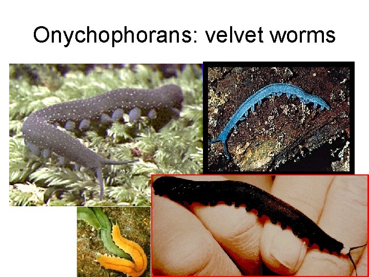 Onychophorans: velvet worms 