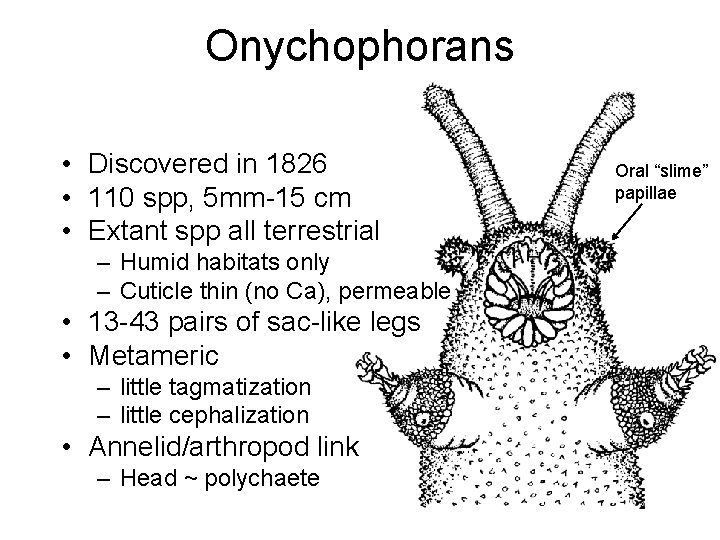 Onychophorans • Discovered in 1826 • 110 spp, 5 mm-15 cm • Extant spp