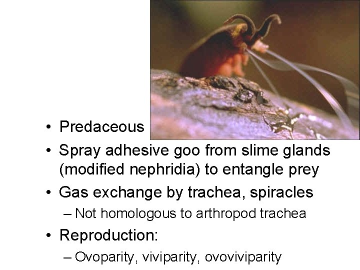  • Predaceous • Spray adhesive goo from slime glands (modified nephridia) to entangle