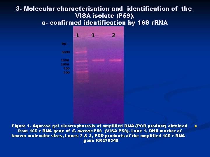 3 - Molecular characterisation and identification of the VISA isolate (P 59). a- confirmed
