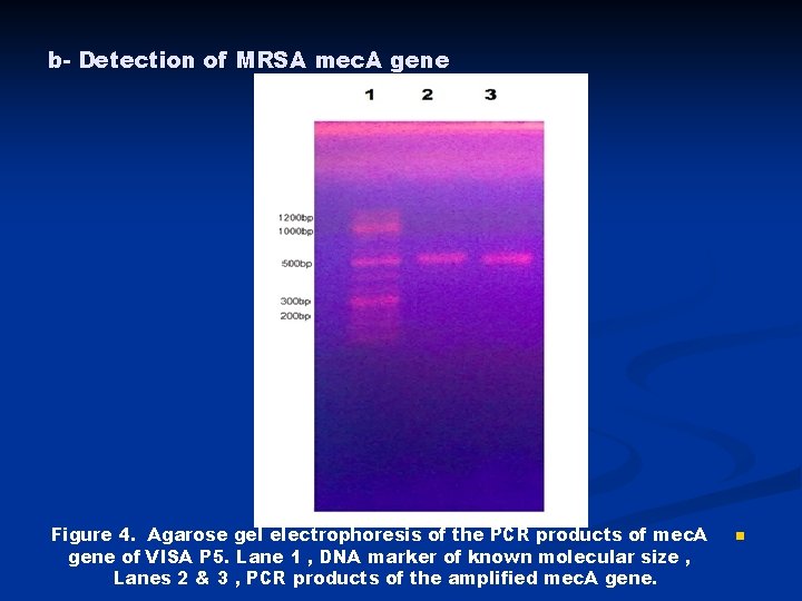 b- Detection of MRSA mec. A gene Figure 4. Agarose gel electrophoresis of the