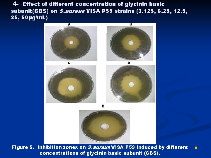 4 - Effect of different concentration of glycinin basic subunit(GBS) on S. aureus VISA