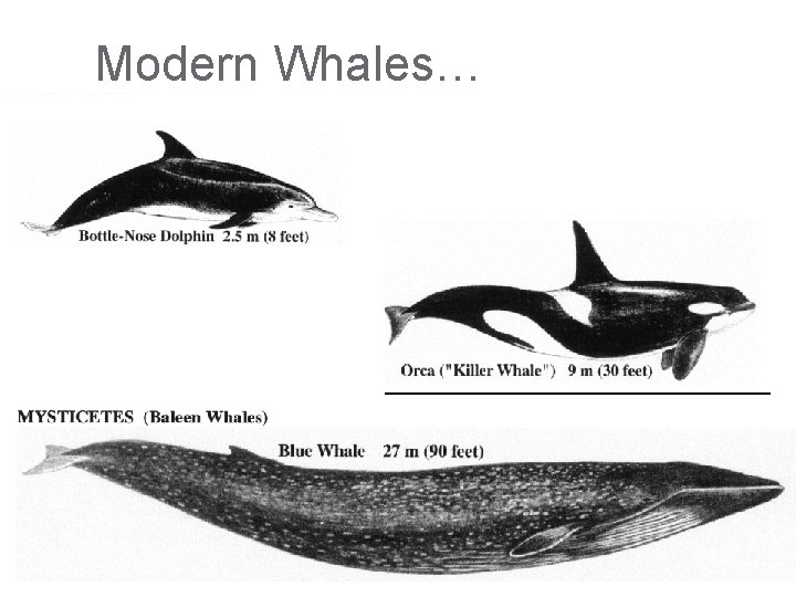 Modern Whales… 