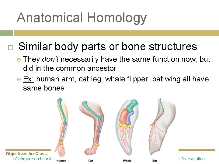 Anatomical Homology Similar body parts or bone structures They don’t necessarily have the same