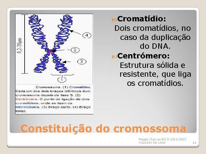  Cromatídio: Dois cromatídios, no caso da duplicação do DNA. Centrómero: Estrutura sólida e