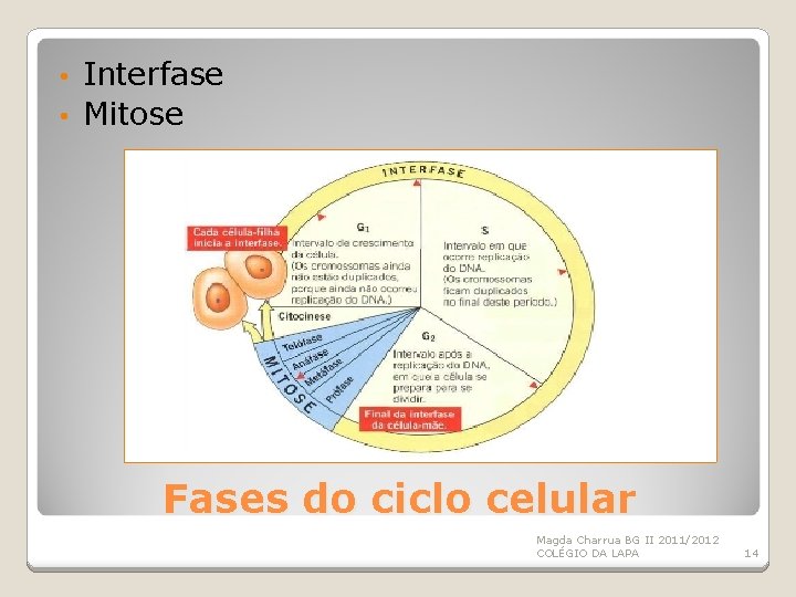 Interfase • Mitose • Fases do ciclo celular Magda Charrua BG II 2011/2012 COLÉGIO