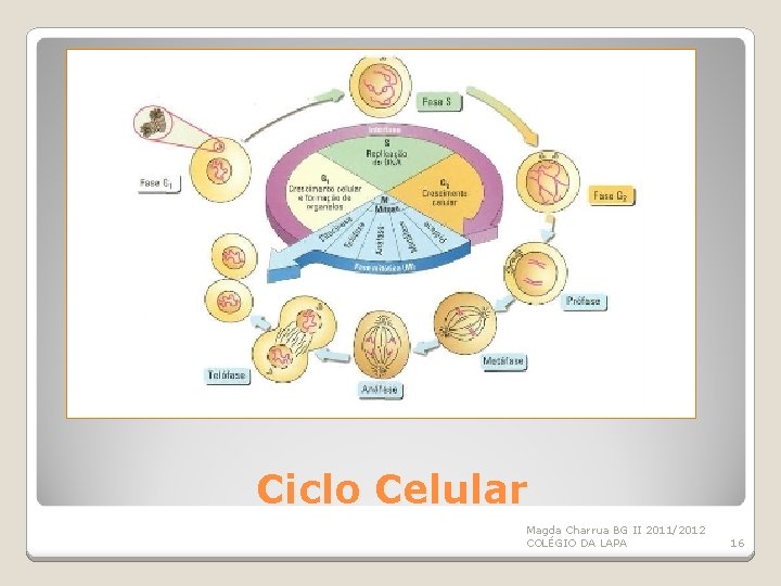 Ciclo Celular Magda Charrua BG II 2011/2012 COLÉGIO DA LAPA 16 