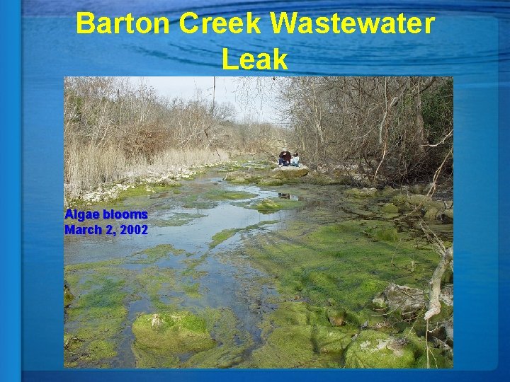 Barton Creek Wastewater Leak Algae blooms March 2, 2002 