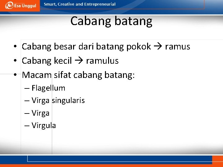 Cabang batang • Cabang besar dari batang pokok ramus • Cabang kecil ramulus •