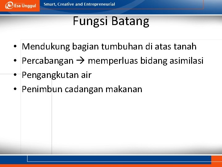 Fungsi Batang • • Mendukung bagian tumbuhan di atas tanah Percabangan memperluas bidang asimilasi