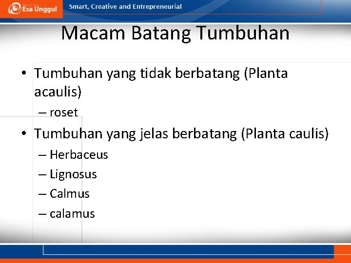 Macam Batang Tumbuhan • Tumbuhan yang tidak berbatang (Planta acaulis) – roset • Tumbuhan